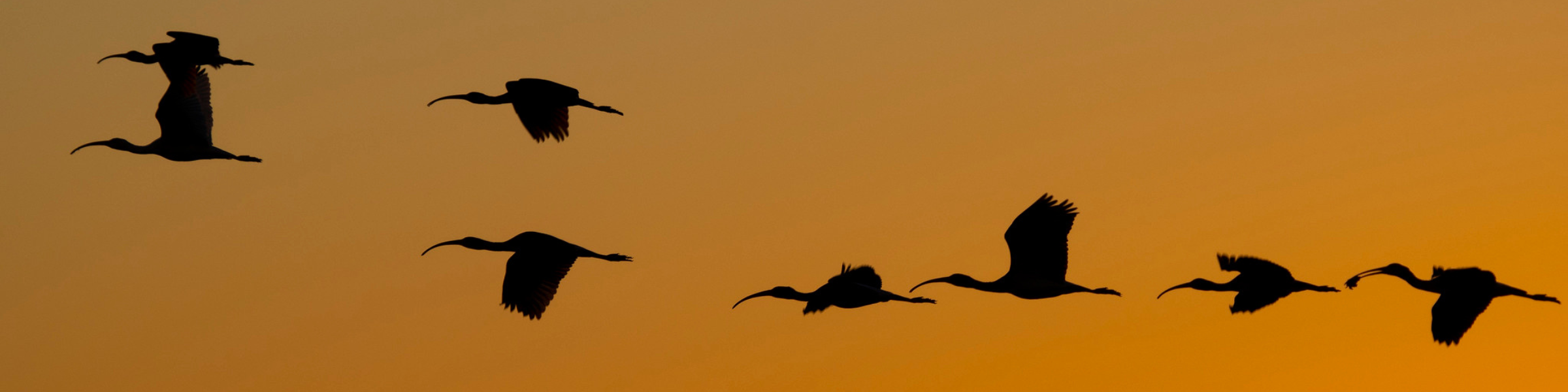 birds flying at sunrise
